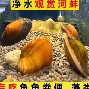 河蚌在魚缸中喂養(yǎng)的詳細(xì)信息：河蚌在魚缸中喂養(yǎng)的詳細(xì)信息：關(guān)于河蚌在魚缸中喂養(yǎng)的一些詳細(xì)信息