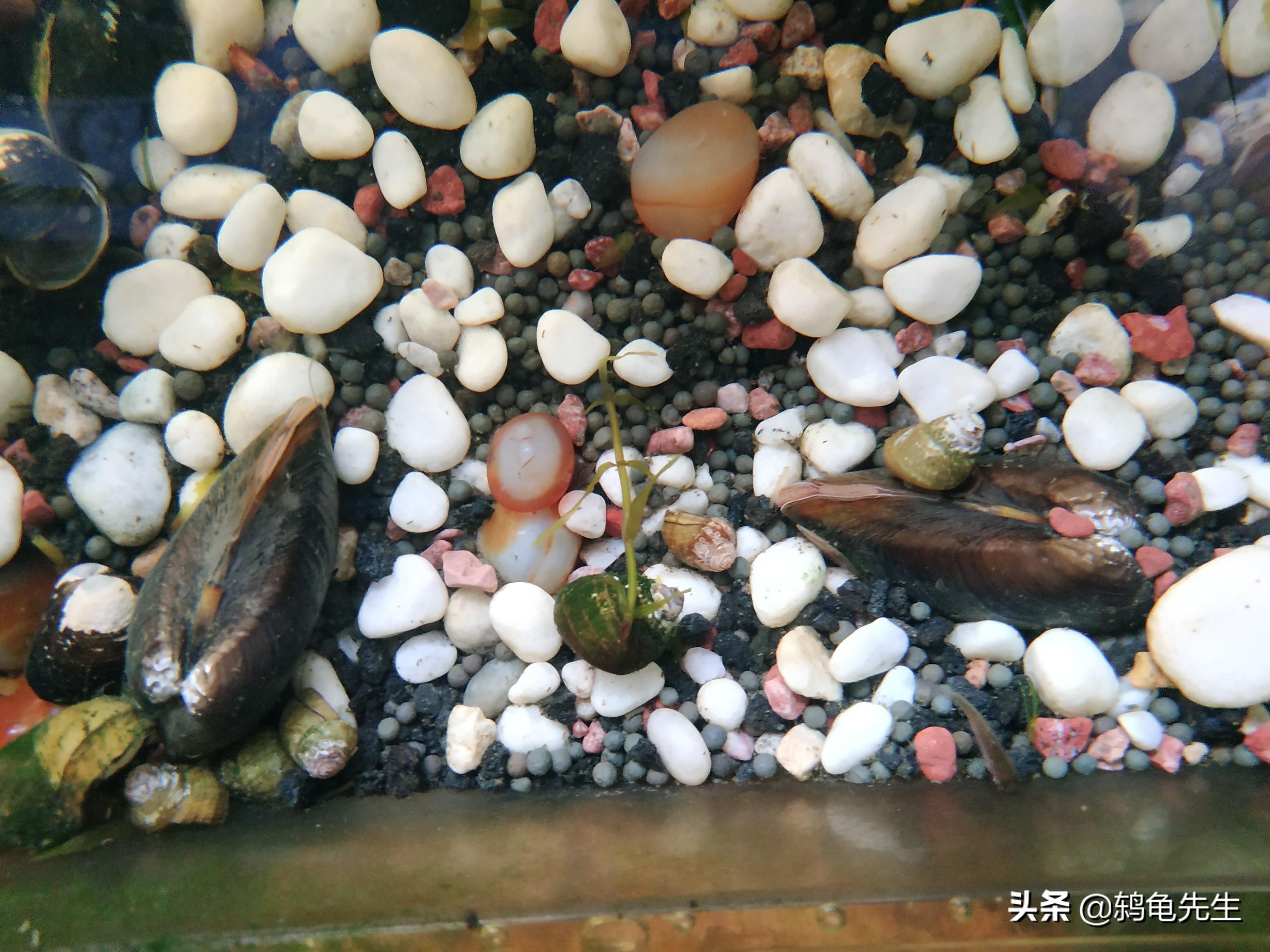 河蚌在魚缸中喂養(yǎng)的詳細(xì)信息：河蚌在魚缸中喂養(yǎng)的詳細(xì)信息：關(guān)于河蚌在魚缸中喂養(yǎng)的一些詳細(xì)信息