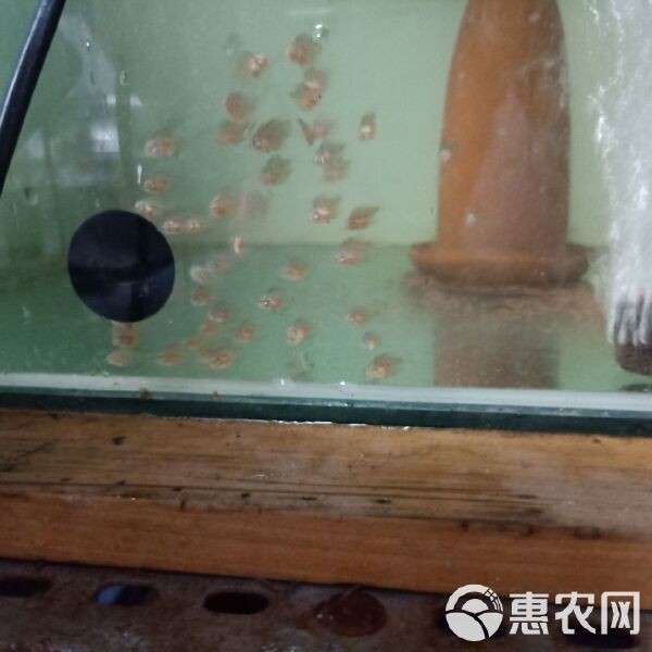 七彩龍魚價格多少