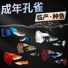 七彩龍魚價格多少