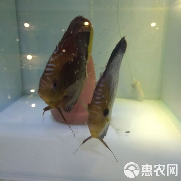 七彩龍魚價格多少