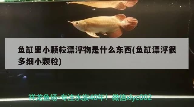 魚缸漂浮物是什么：魚缸水質維護技巧