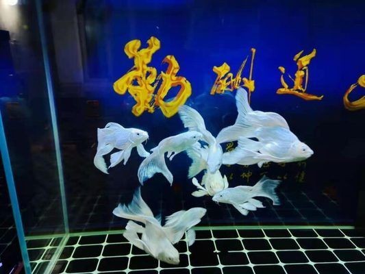 魚缸漂浮物是什么：魚缸水質維護技巧