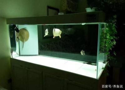 魚缸過(guò)濾效果的科學(xué)測(cè)試方法：如何評(píng)估魚缸過(guò)濾系統(tǒng)效能