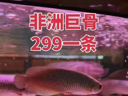 非洲黑龍魚是上層魚嗎圖片