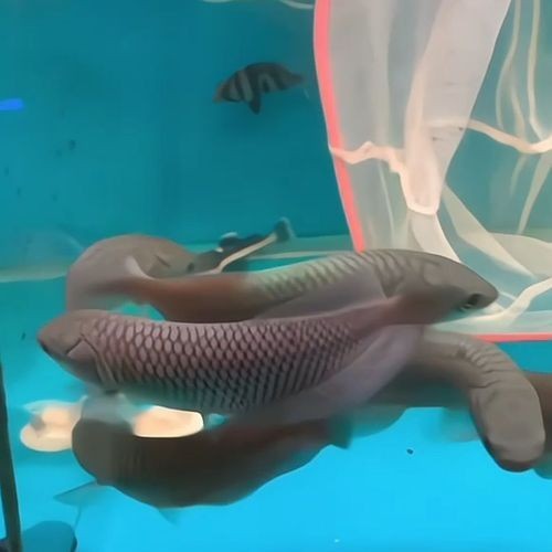 非洲黑龍魚是上層魚嗎圖片