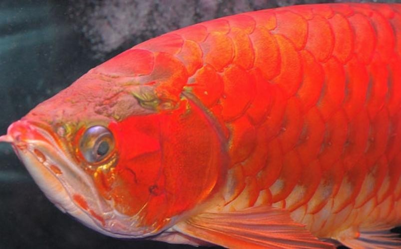 非洲黑龍魚是上層魚嗎圖片