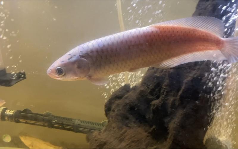 非洲黑龍魚是上層魚嗎圖片