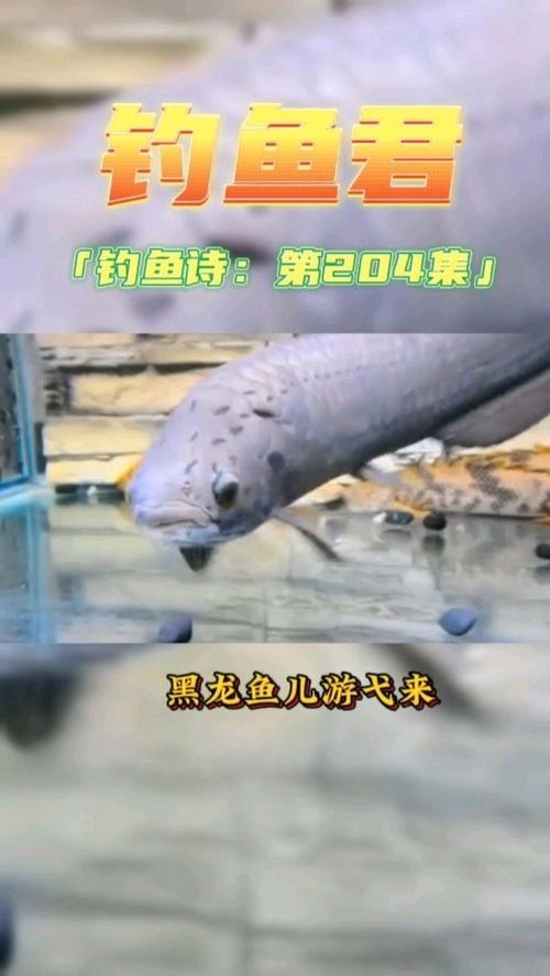 非洲黑龍魚是上層魚嗎圖片