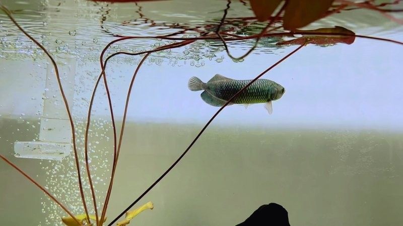 非洲黑龍魚是上層魚嗎圖片