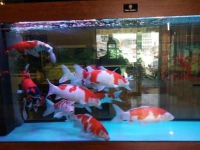 新諾明魚缸用量：關于新諾明在魚缸中使用的詳細信息