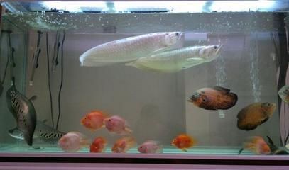 新諾明魚缸用量：關于新諾明在魚缸中使用的詳細信息