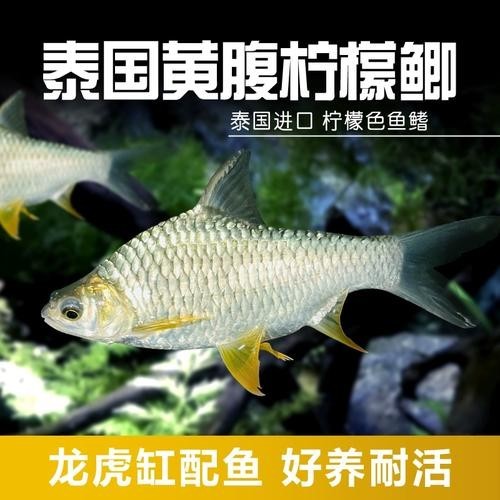 飛鳳魚能和龍魚混養嗎圖片