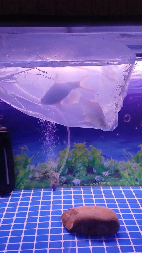 飛鳳魚能和龍魚混養嗎圖片