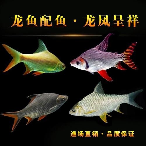 飛鳳魚能和龍魚混養嗎圖片