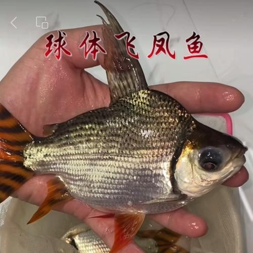 飛鳳魚能和龍魚混養嗎圖片