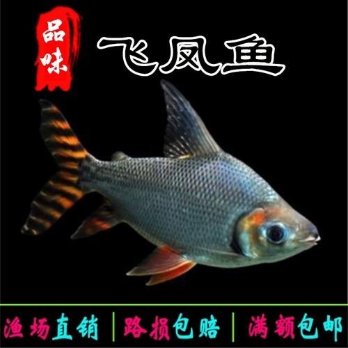 飛鳳魚能和龍魚混養嗎圖片
