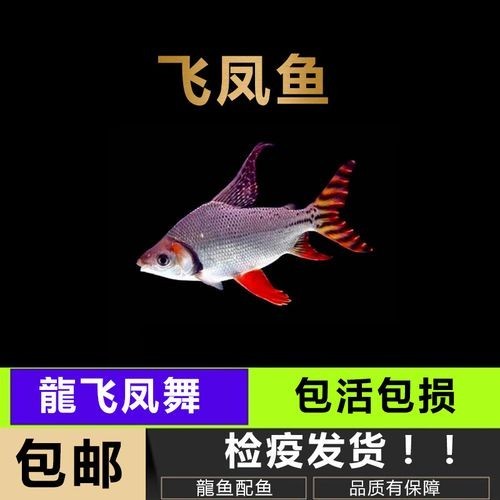 飛鳳魚能和龍魚混養嗎圖片