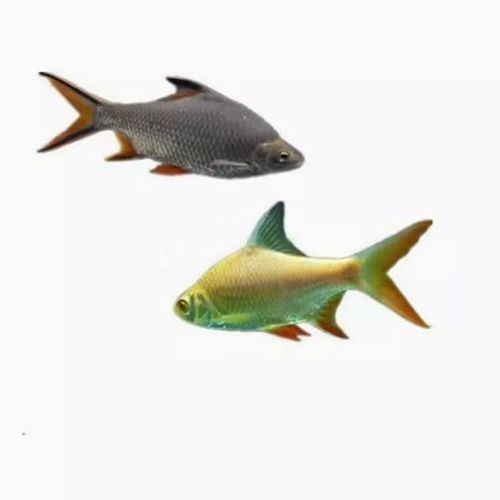 飛鳳魚能和龍魚混養嗎圖片
