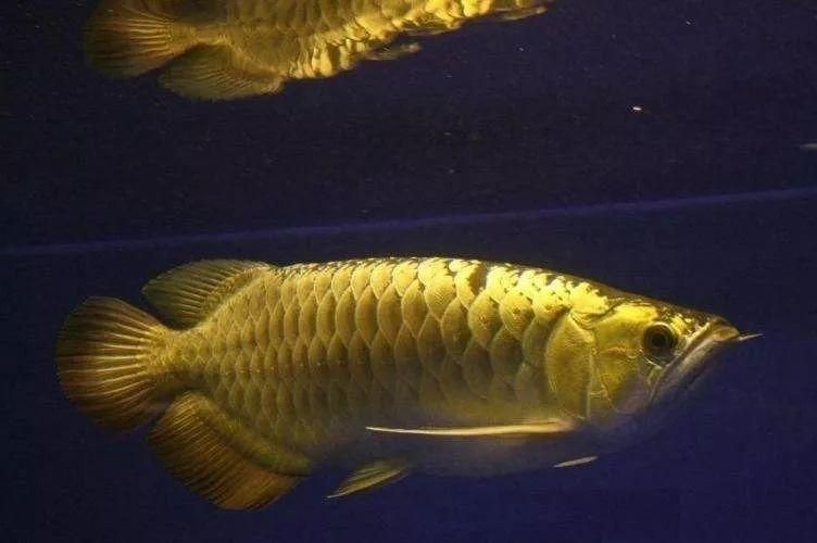 黃色金龍魚多少錢（金龍魚國際價格走勢分析）