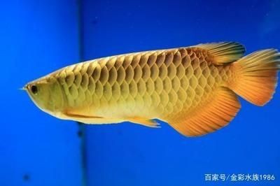 金龍魚底色什么時候能看出來：金龍魚底色什么時候能看出來金龍魚底色什么時候能看出來