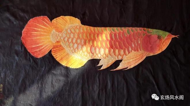 鄭州市金水區(qū)新麒麟觀賞魚經(jīng)營部（鄭州市金水區(qū)新麒麟觀賞魚經(jīng)營部地址）