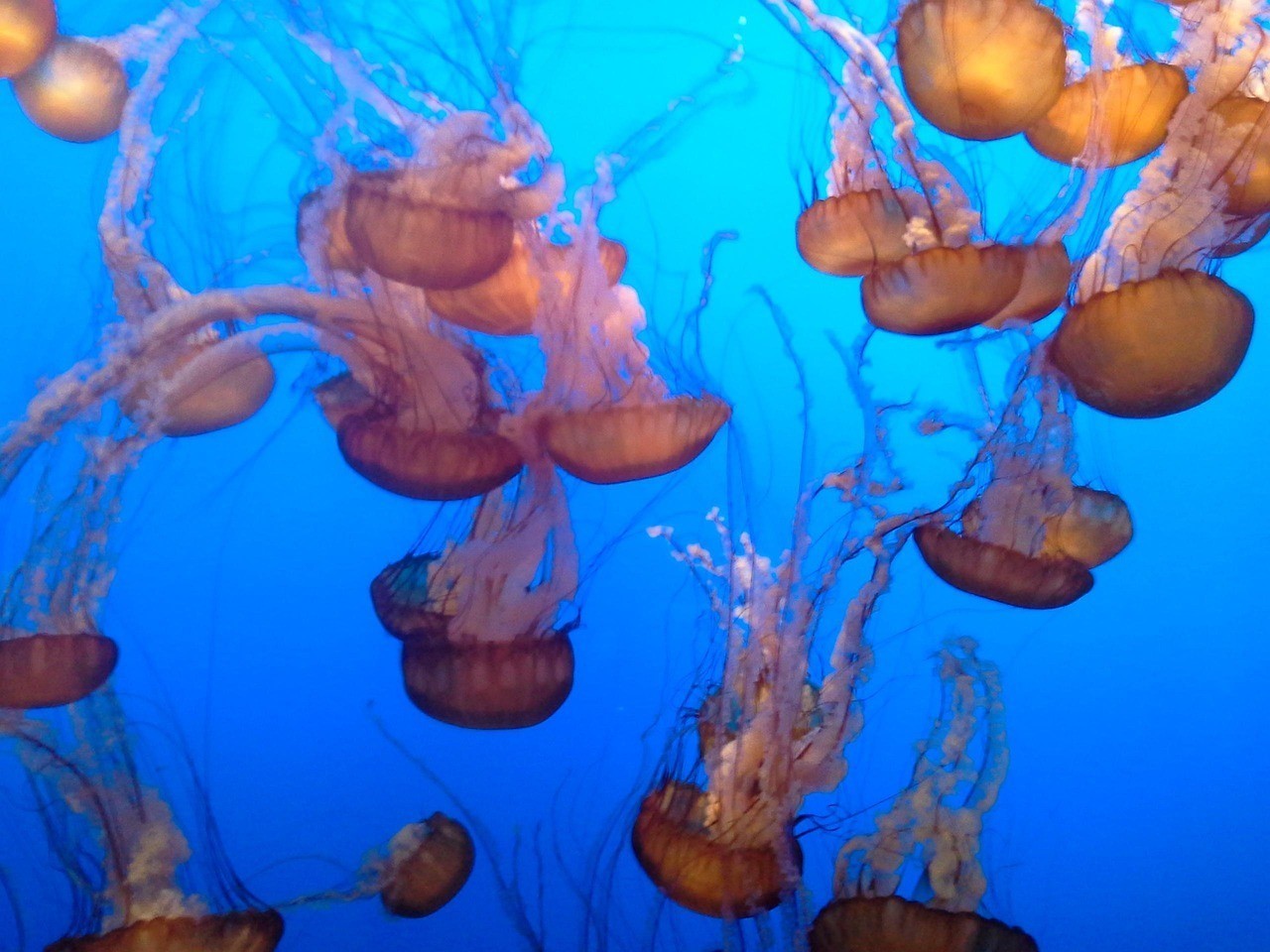 中山市小欖鎮(zhèn)易生海洋水族館分店（中山市小欖鎮(zhèn)易生海洋水族館分店電話）