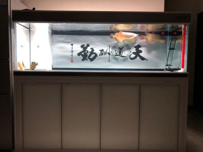 特魚氏魚缸評測：特魚氏魚缸售后政策詳解特魚氏魚缸與其他品牌對比