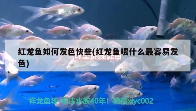 丹東市振興區阿生觀賞魚店