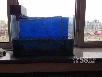 哈市二手魚(yú)缸市場(chǎng)在哪里（哈爾濱二手魚(yú)缸交易）