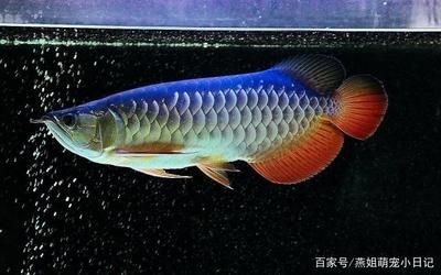 龍魚最好吃什么食物和水果好養(yǎng)：龍魚的飲食習(xí)性和食物選擇