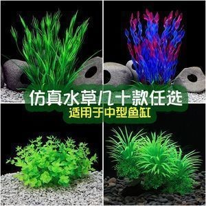 龍魚魚缸可以養什么植物，綠蘿在魚缸中的作用，石菖蒲對水質的影響,銅錢草的養殖要點