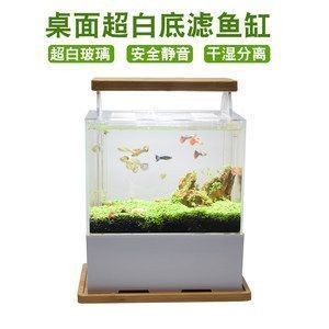 龍魚魚缸可以養什么植物，綠蘿在魚缸中的作用，石菖蒲對水質的影響,銅錢草的養殖要點