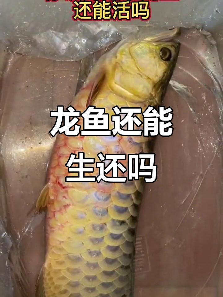 如何判斷龍魚充血的嚴重程度？