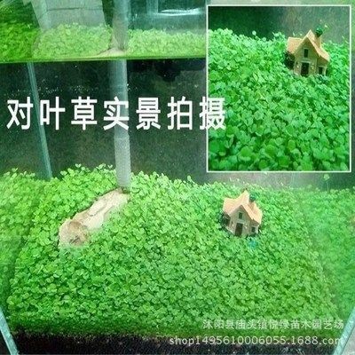 對(duì)葉草魚(yú)缸：葉草魚(yú)缸水質(zhì)維護(hù)技巧和注意事項(xiàng)，魚(yú)缸水質(zhì)維護(hù)技巧