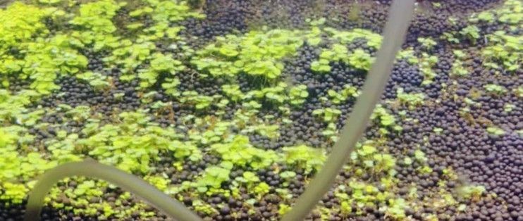 對葉草魚缸：葉草魚缸水質維護技巧和注意事項，魚缸水質維護技巧