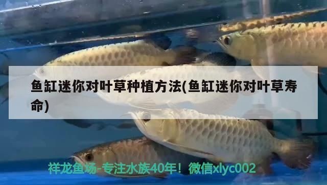 對葉草魚缸：葉草魚缸水質維護技巧和注意事項，魚缸水質維護技巧