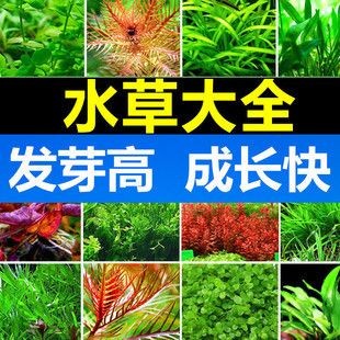 對葉草魚缸：葉草魚缸水質維護技巧和注意事項，魚缸水質維護技巧