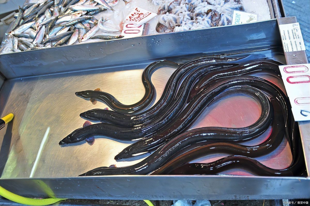 潮汕杜龍魚(yú)能養(yǎng)殖嗎視頻教程