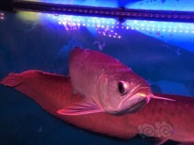 龍魚身上一層白色的膜是什么魚