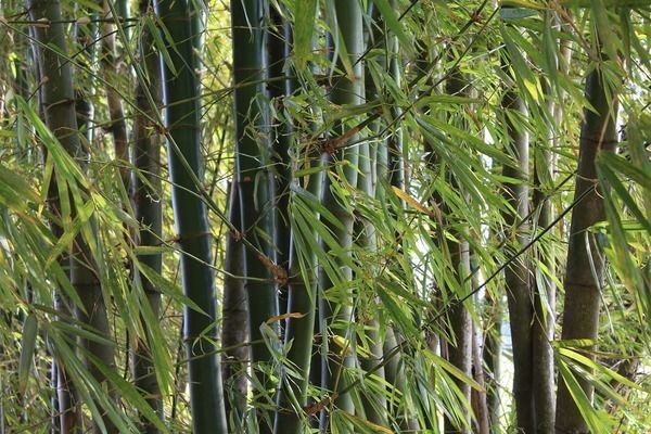 家樂廚魚缸安裝方法：家樂廚魚缸安裝方法及注意事項家樂廚魚缸安裝方法