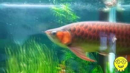 80的缸養龍魚養多久（80cm長的魚缸養龍魚的壽命一般是多少年）