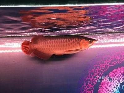 烏魯木齊誰家賣龍魚好（烏魯木齊幾家賣龍魚的商家） 烏魯木齊誰家賣龍魚好（烏魯木齊幾家賣龍魚的商家） 龍魚百科 第1張