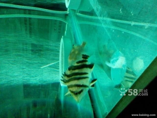 烏魯木齊誰家賣龍魚好（烏魯木齊幾家賣龍魚的商家） 烏魯木齊誰家賣龍魚好（烏魯木齊幾家賣龍魚的商家） 龍魚百科 第3張