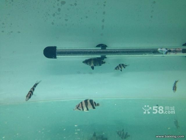 烏魯木齊誰家賣龍魚好（烏魯木齊幾家賣龍魚的商家） 烏魯木齊誰家賣龍魚好（烏魯木齊幾家賣龍魚的商家） 龍魚百科 第5張
