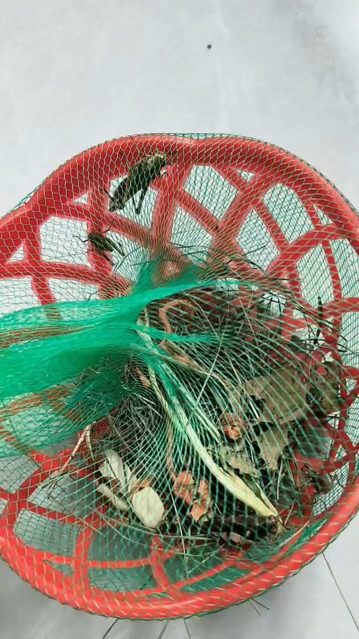 紅龍魚用黃燈烤有用嗎 太神奇了 龍魚論壇 太神奇了 太神奇了 龍魚論壇