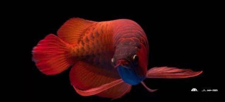 龍魚有紅色的嗎（紅龍魚是一種非常珍貴和受歡迎的觀賞魚品質的象征）