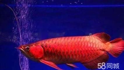 龍魚有紅色的嗎（紅龍魚是一種非常珍貴和受歡迎的觀賞魚品質的象征）