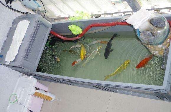 夸贊魚缸的話：魚缸搭配風水講究：魚缸搭配風水講究,魚缸搭配風水講究