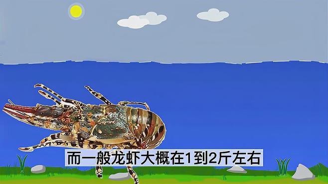 十大龍蝦中哪個最貴？